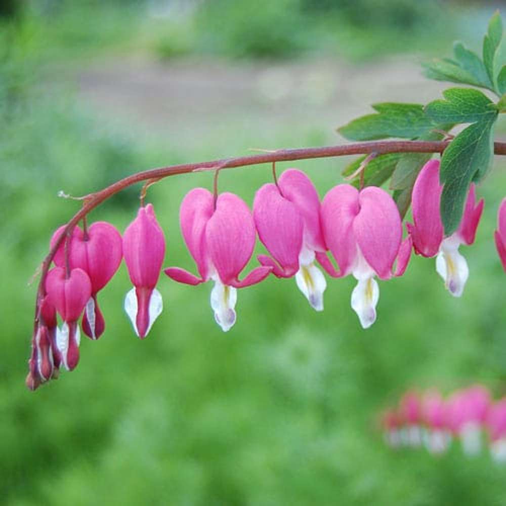 Löjtnantshjärta rosa/röd